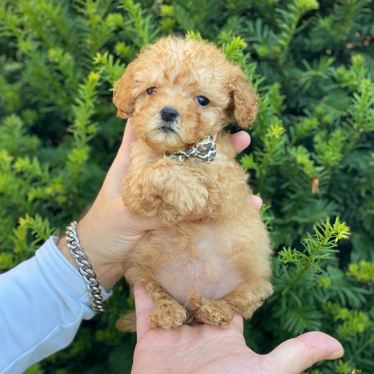 Карликовый пудель Тикап