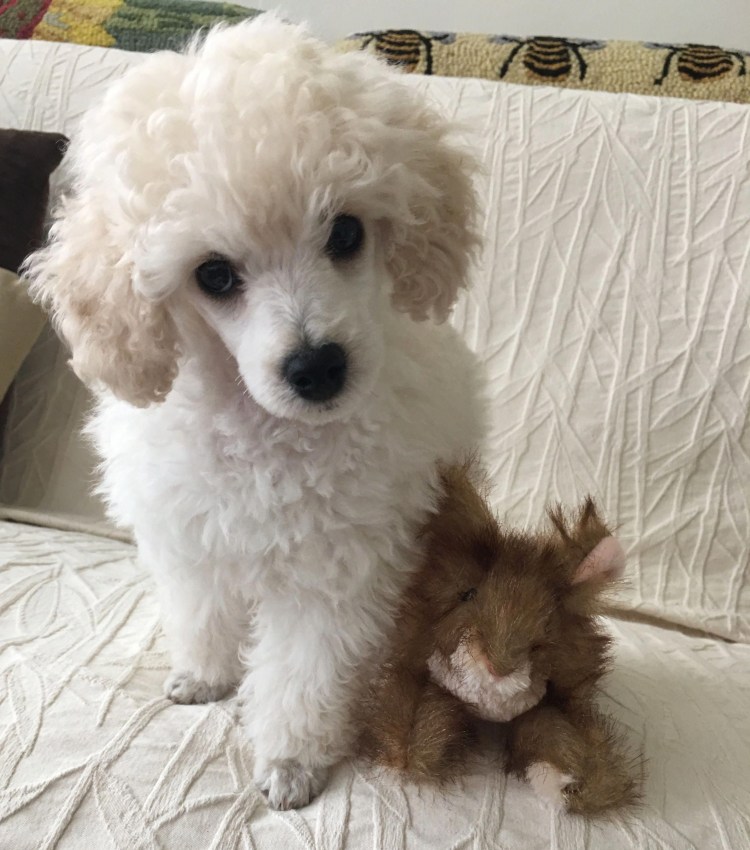 Тикап пудель шоколадный