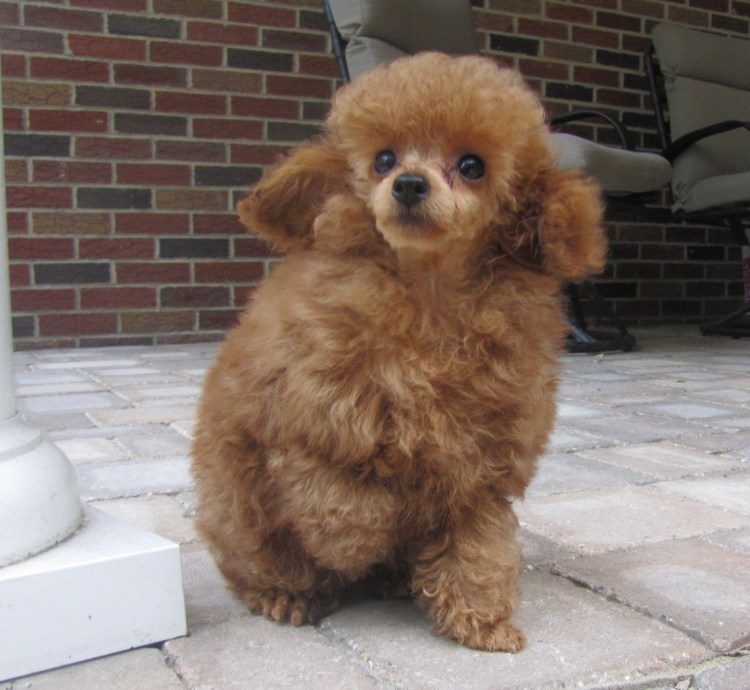 Карликовый пудель коричневый