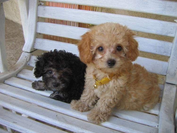 Порода собак Teacup