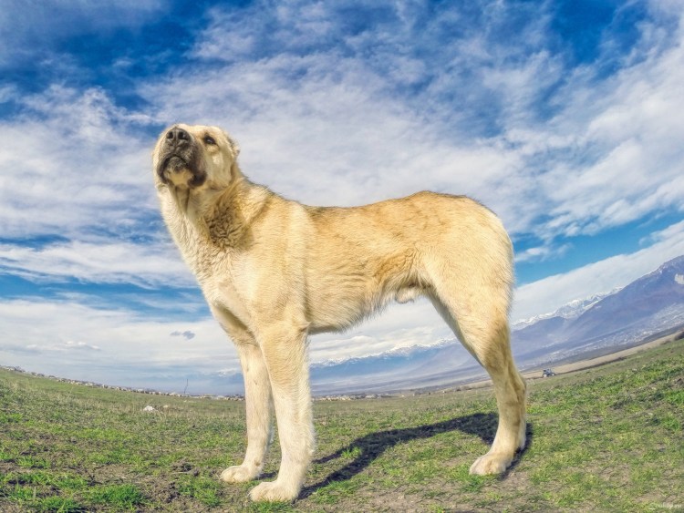 Волкодав Гампр