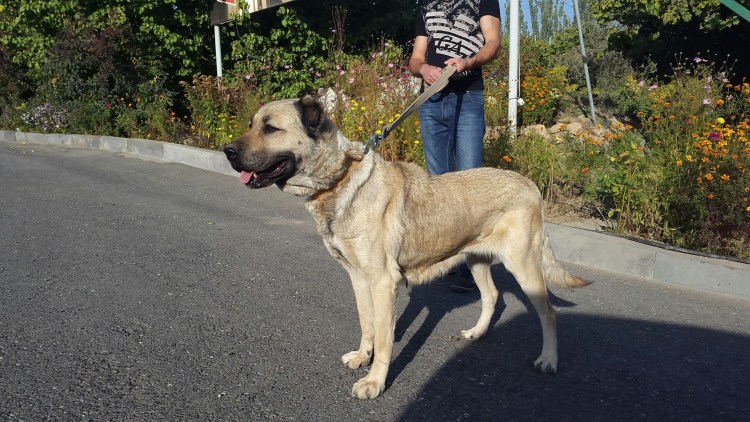 Гампр армянский волкодав черный