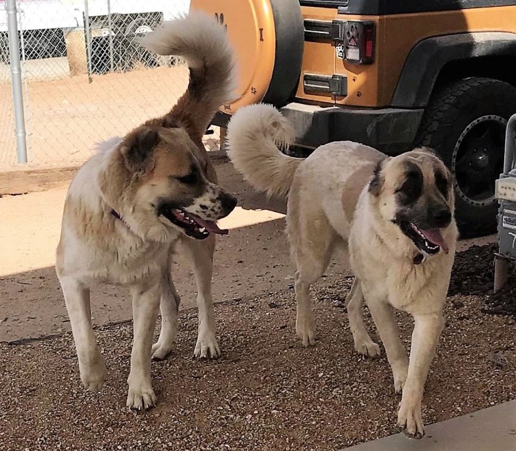 Армянский Гампр и кангал