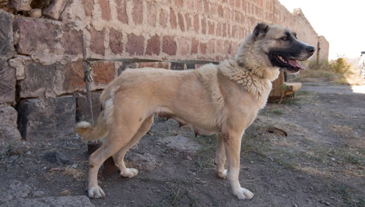 Порода собак Гампр Армения