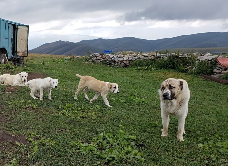 Армянская порода собак Гампр