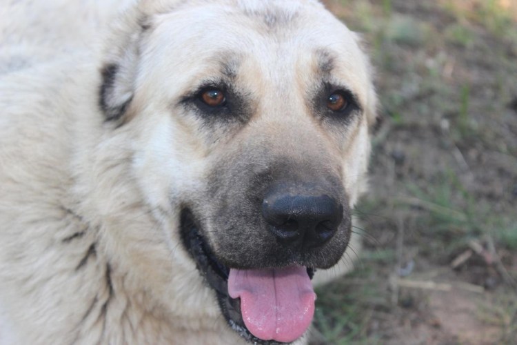 Кавказская овчарка Гампр
