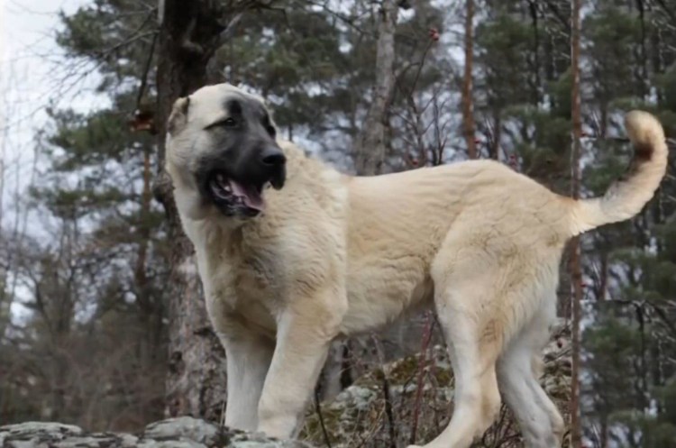 Собака Гампр армянский волкодав