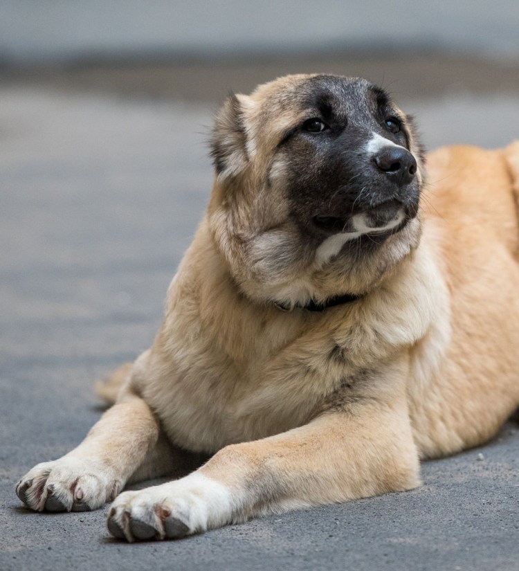 Армянский Гампр щенок