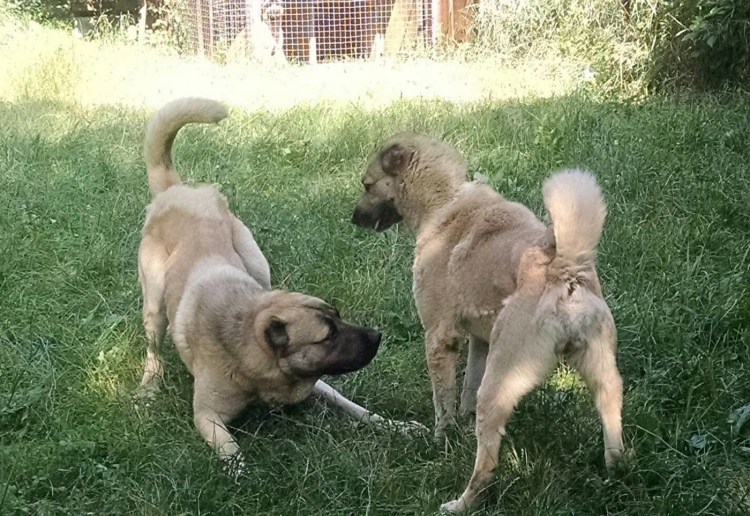 Гампр породы пастушьих собак