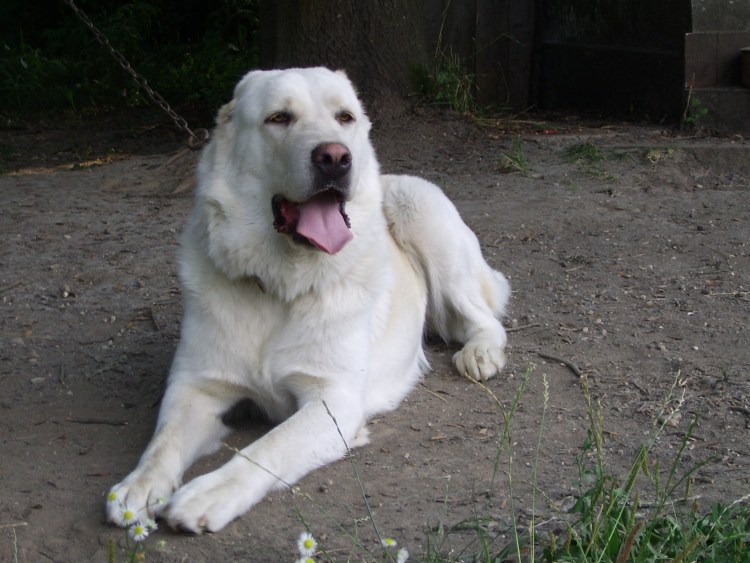 Гампр и алабай