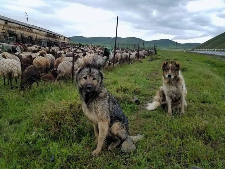 Армянский щенок Гампер