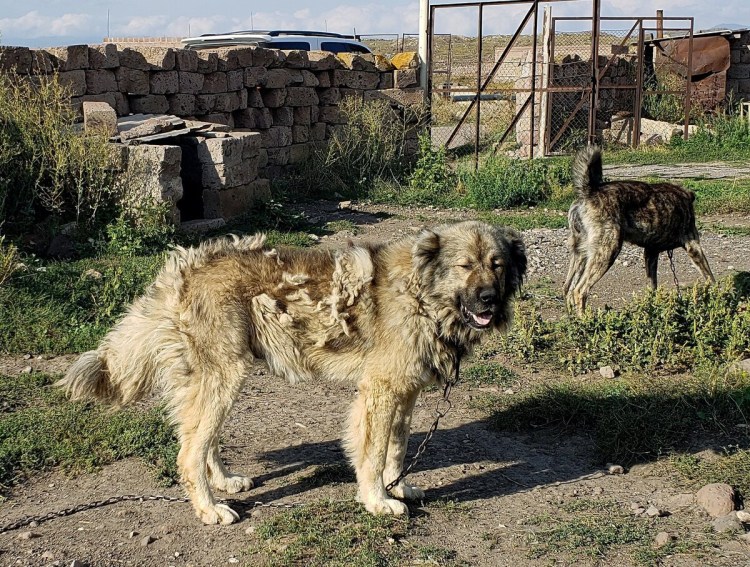 Армянский алабай Гампр