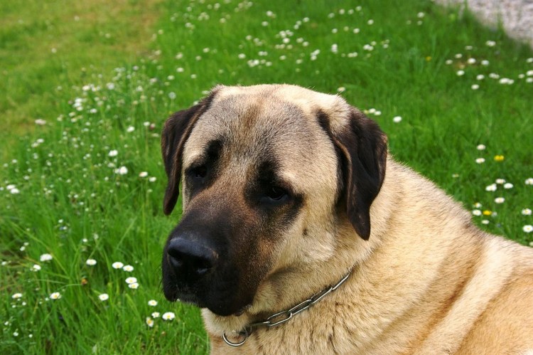 Армянская пастушья собака