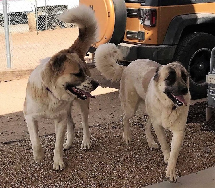 Armenian Gampr Dog vector