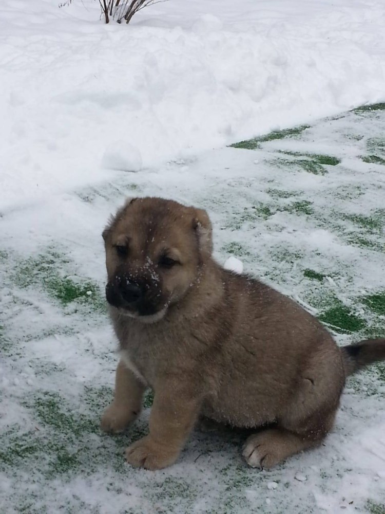 Собака Гампр армянский волкодав