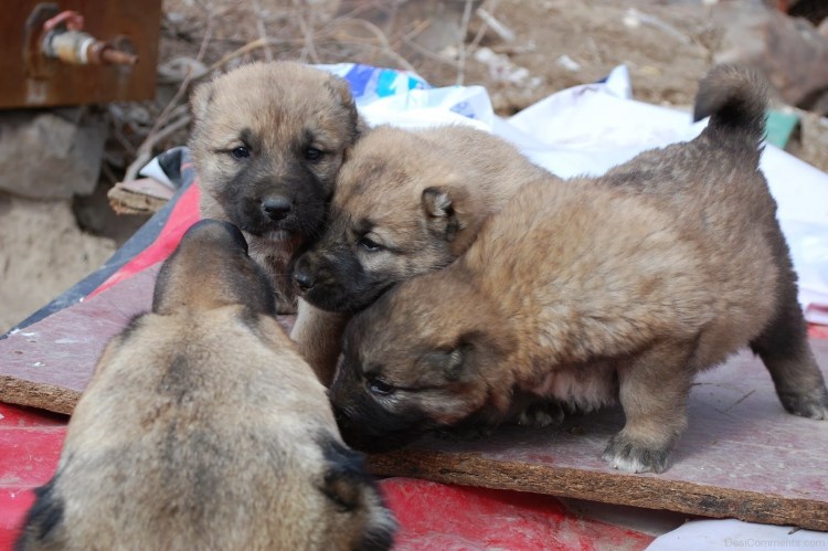 Гампр щенок