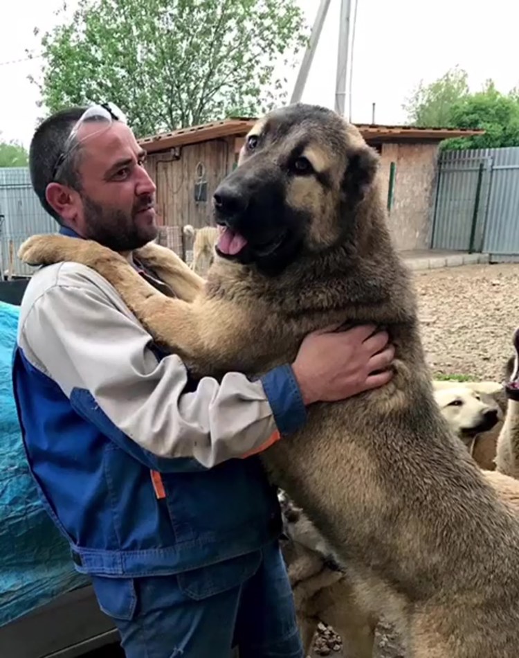 Кавказская овчарка Гампр