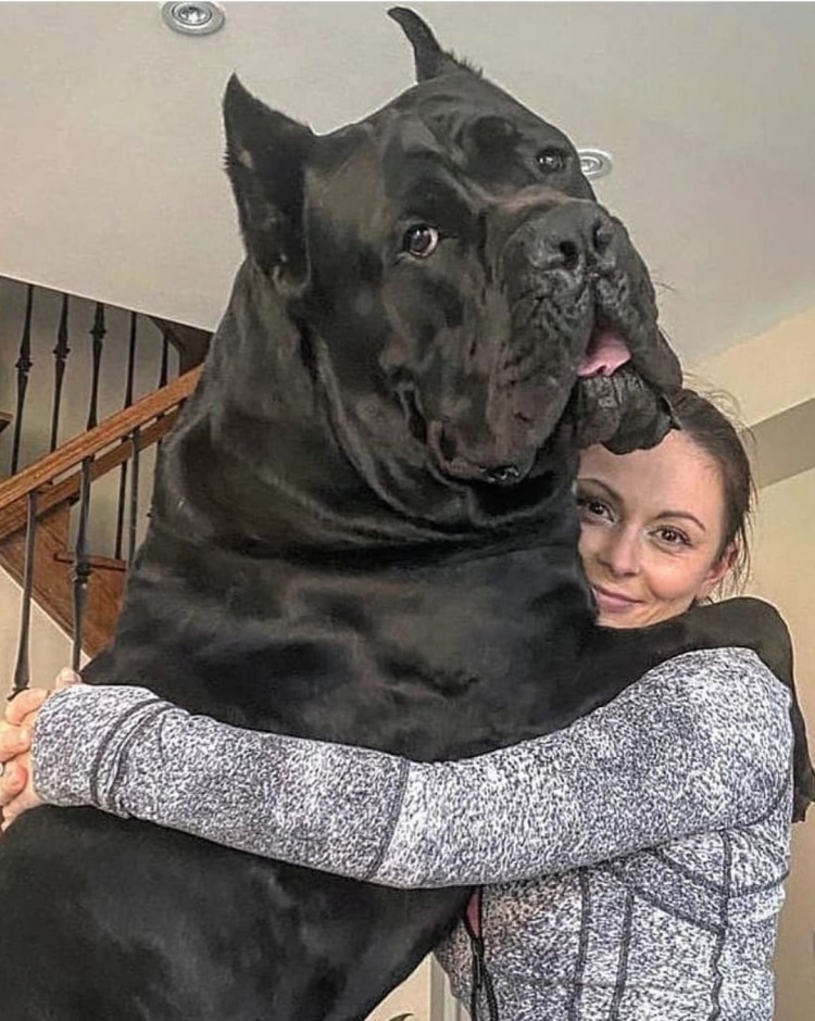 Собака Гладиатор