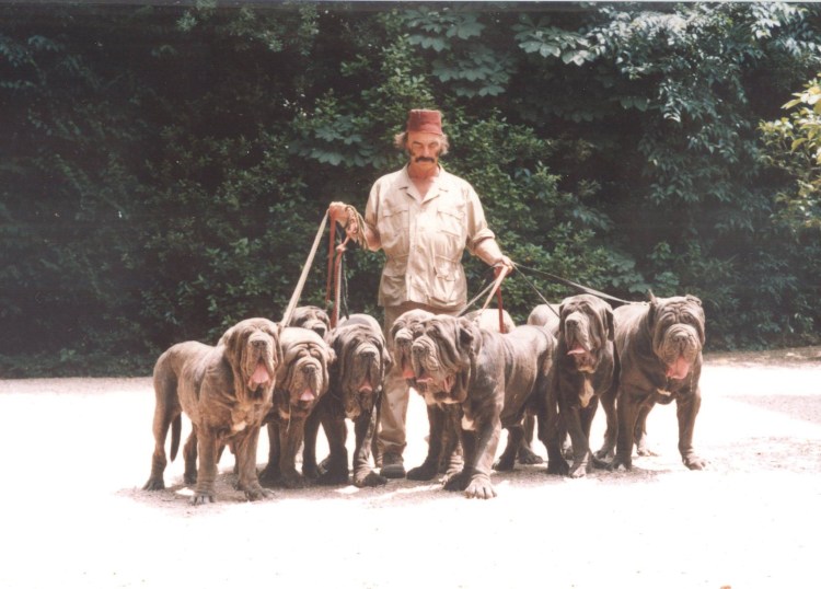 Гладиатор собака Гладиатор