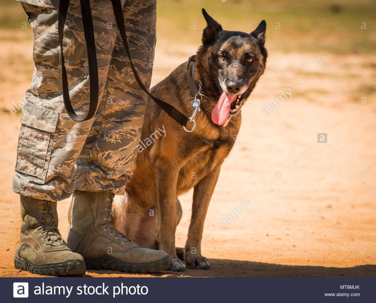 Итальянская сторожевая Кане Корсо