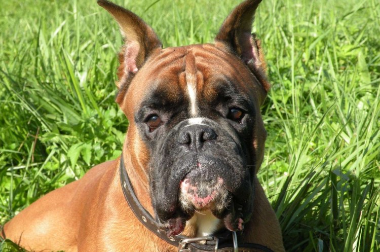 Боевая овчарка