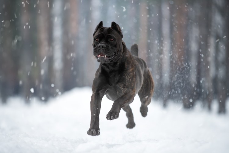 Кане Корсо Гладиатор