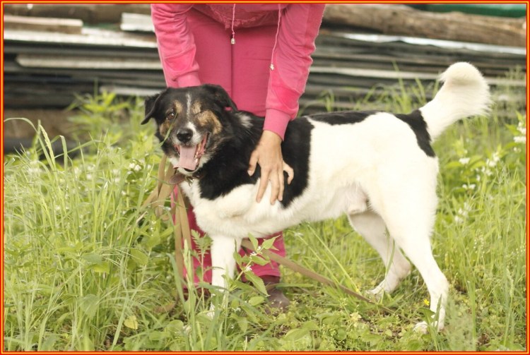 Собаки Молоссы боевые Рима