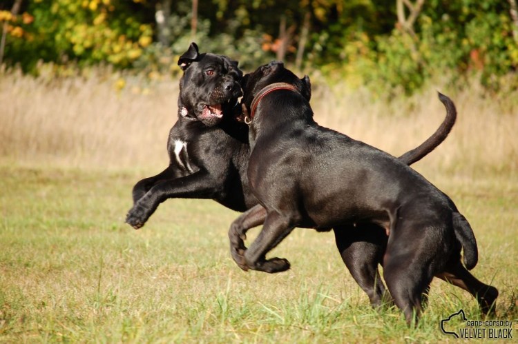 Кане Корсо собака