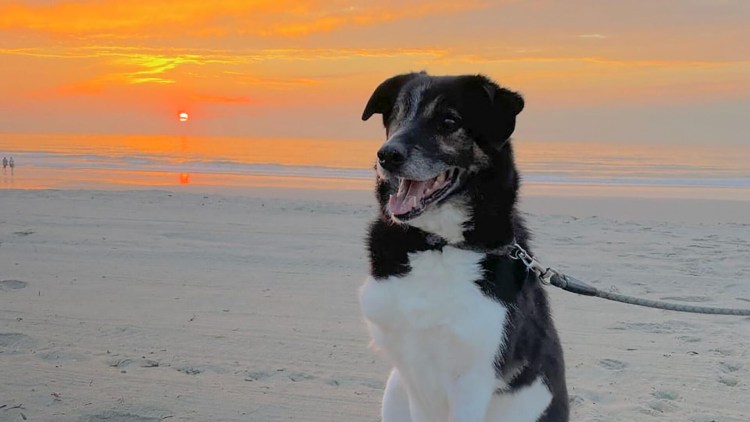 Собака конкистадоров порода