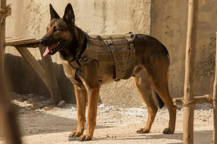 Кане Корсо фото