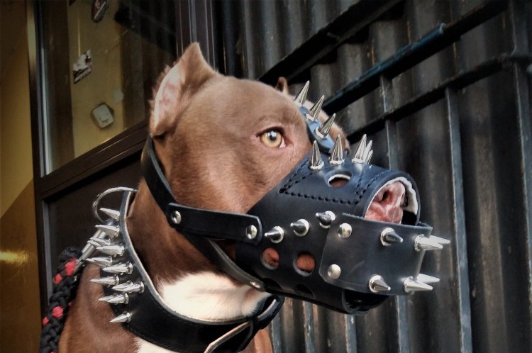 Кане Корсо итальяно