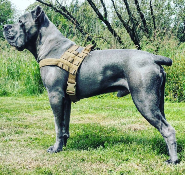 Гладиаторская собака Кане Корсо