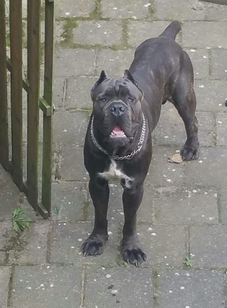 Немецкая овчарка черная злая собака