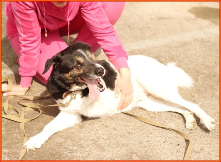 Американский бандог порода