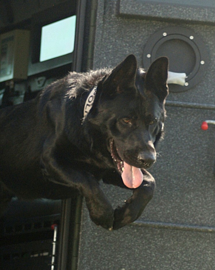 Собака Гладиатор