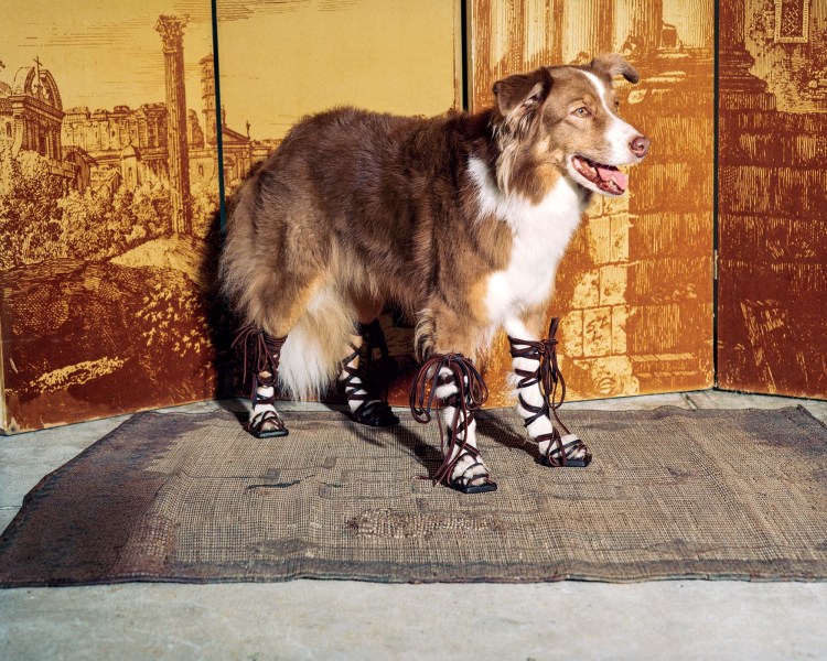 Шлейка для Кане Корсо