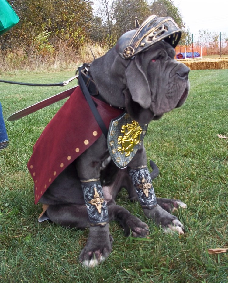 Собака Гладиатор