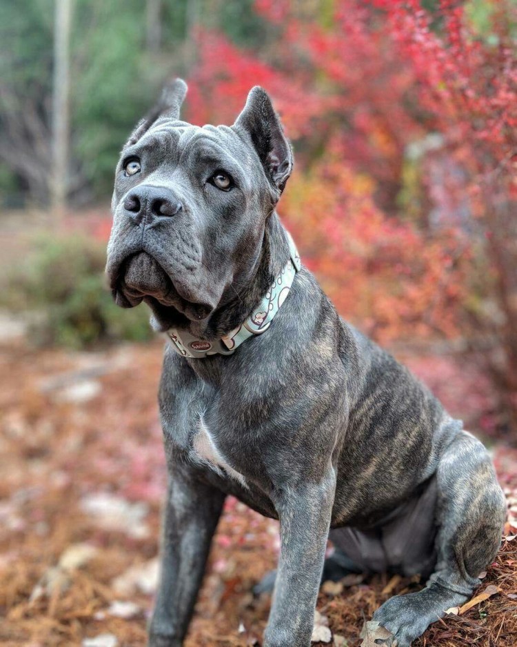 Собачий бой питбуль питбуль