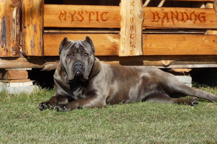 Кане Корсо в древнем Риме