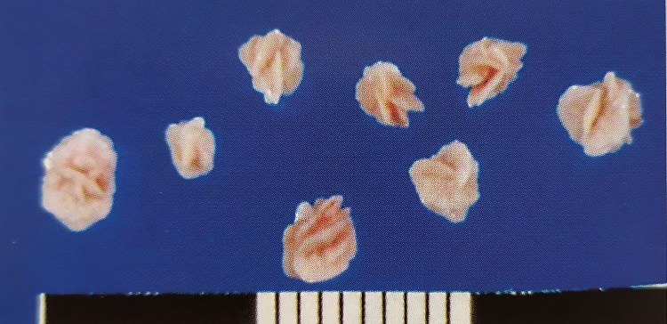 Парвовирусный энтерит у кошек