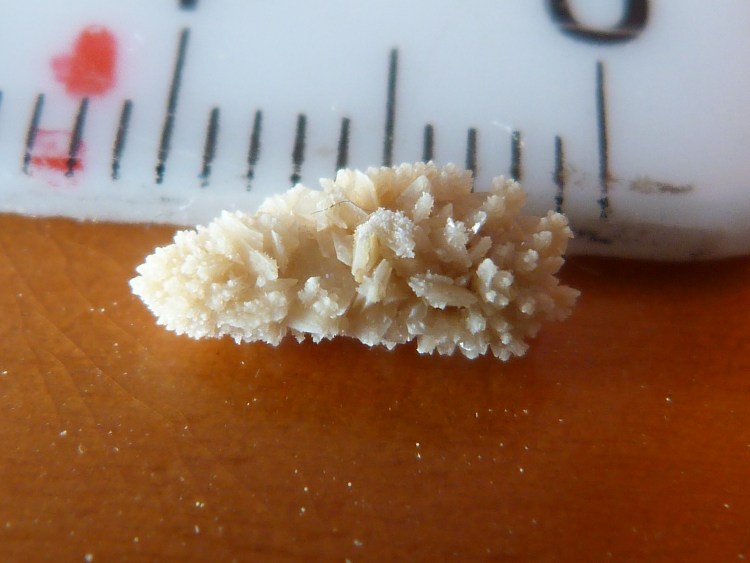 Рентген уролитиаз собаки