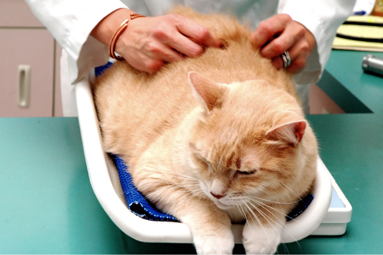 Мочекаменные болезни уратные камни