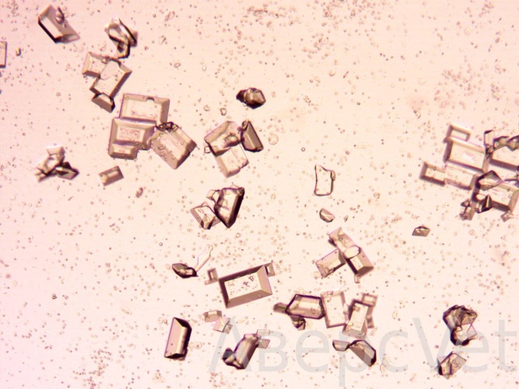 Конкременты в почках рентген