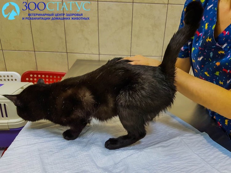 Мелкие камушки в почках