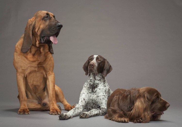 Ищейка бладхаунд (гончая)