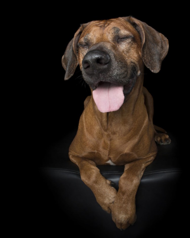 Басет Хаус порода собак