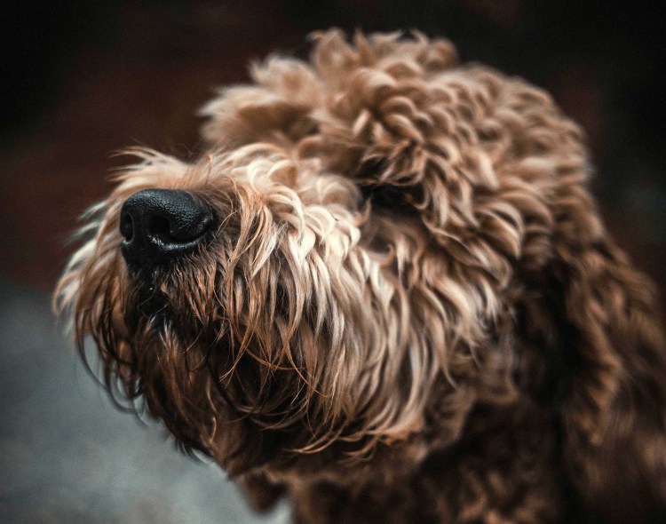 Флаффи лабрадор шоколадный