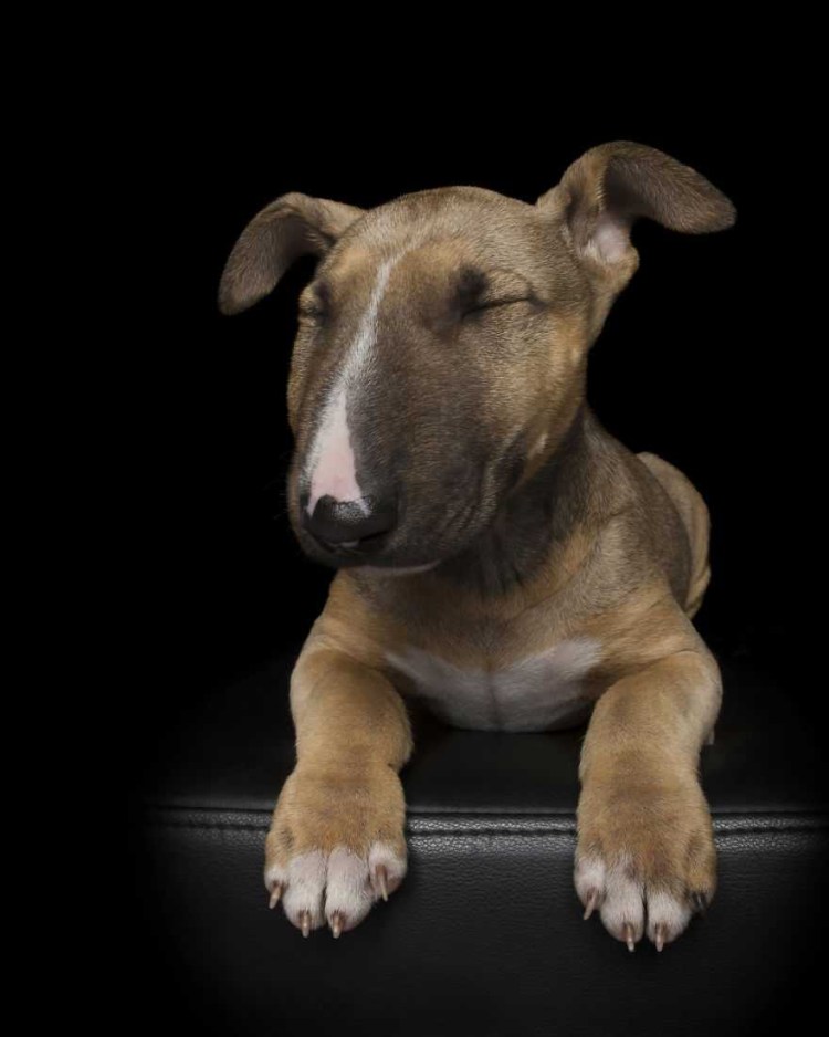 Питбуль ванта Блэк