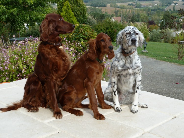 Щенки жесткошерстного дратхаара