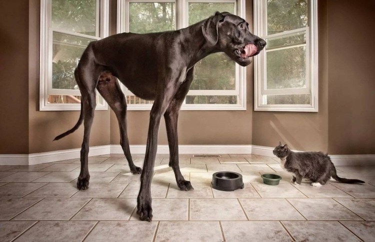 Порода Афганская борзая черная